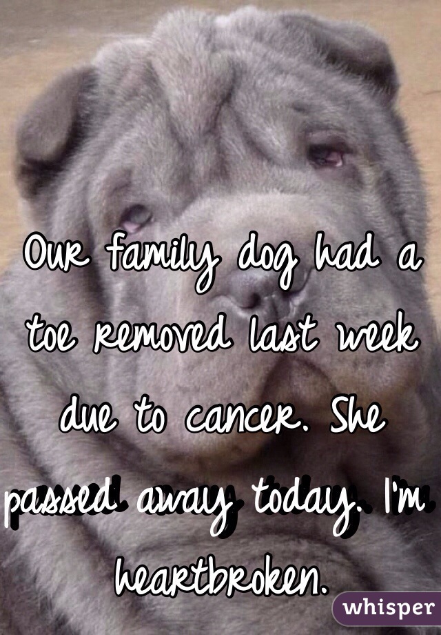 Our family dog had a toe removed last week due to cancer. She passed away today. I'm heartbroken.
