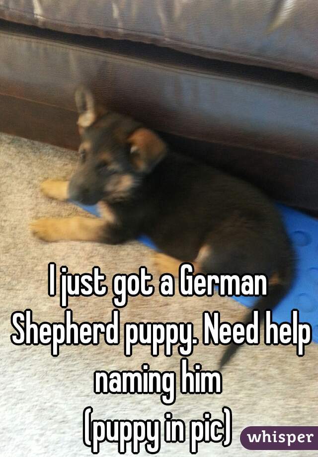 I just got a German Shepherd puppy. Need help naming him 
(puppy in pic)