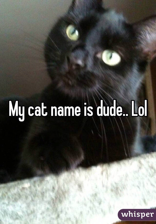 My cat name is dude.. Lol