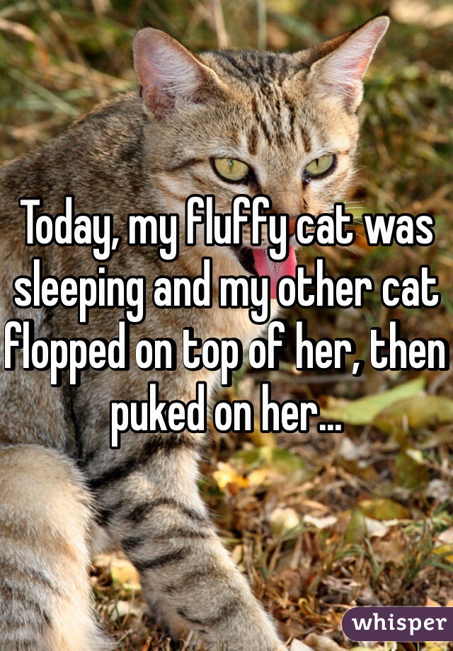 Today, my fluffy cat was sleeping and my other cat flopped on top of her, then puked on her... 