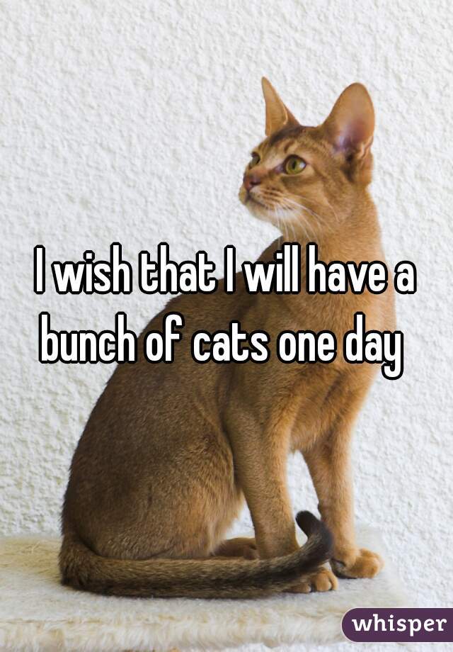I wish that I will have a bunch of cats one day  