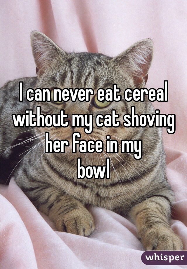I can never eat cereal without my cat shoving her face in my 
bowl