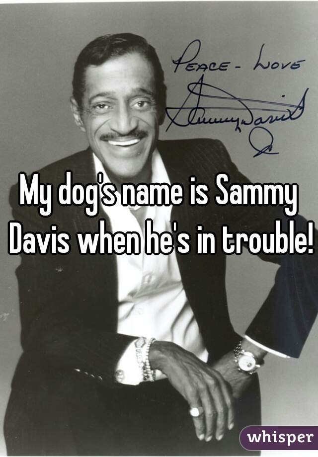 My dog's name is Sammy Davis when he's in trouble!