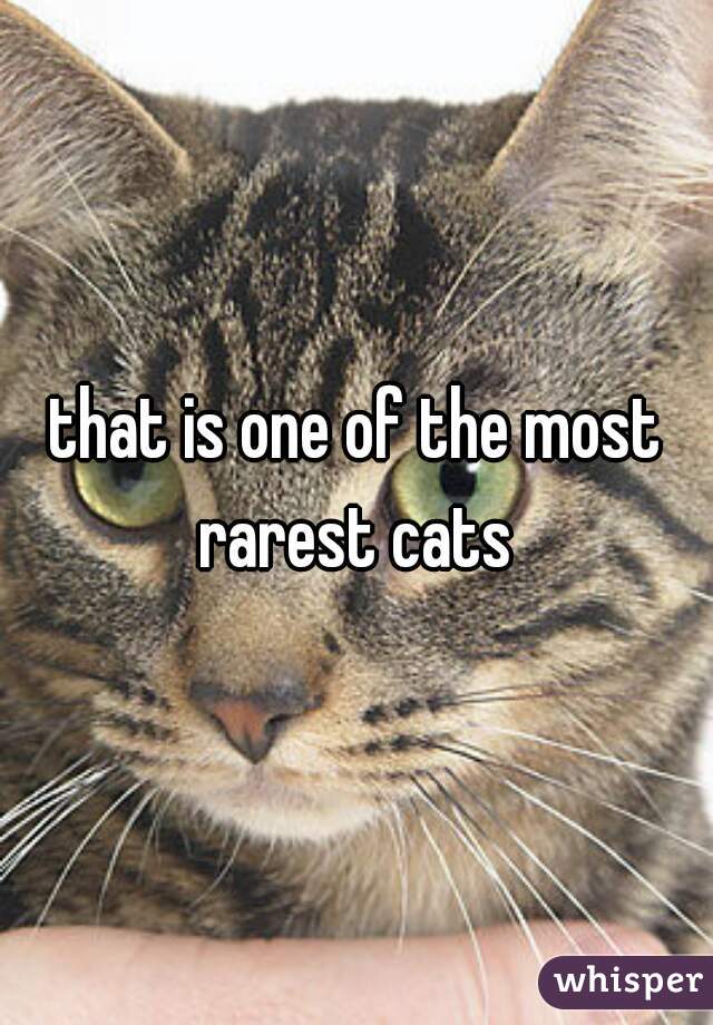 that is one of the most rarest cats 