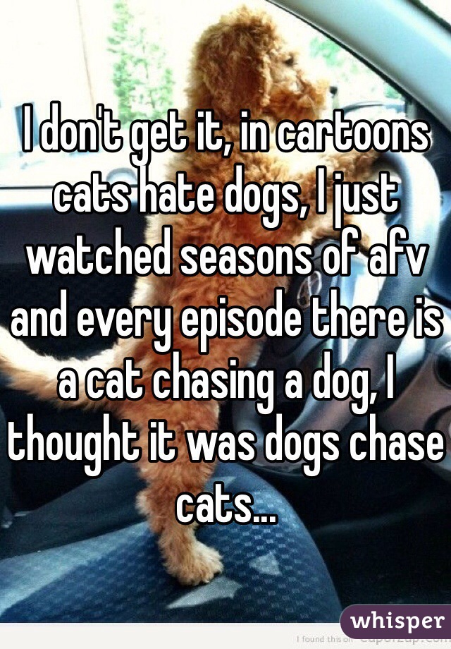 I don't get it, in cartoons cats hate dogs, I just watched seasons of afv and every episode there is a cat chasing a dog, I thought it was dogs chase cats...