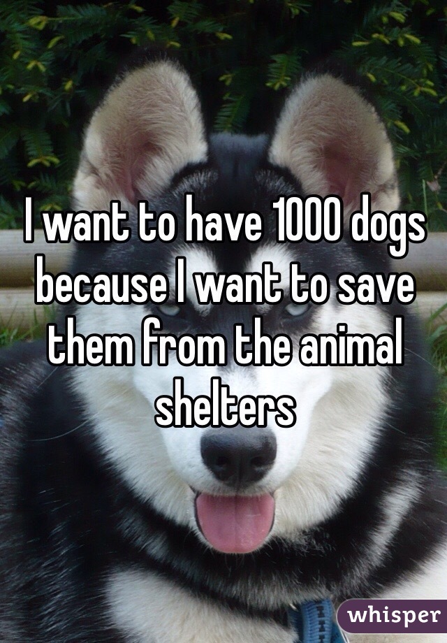I want to have 1000 dogs because I want to save them from the animal shelters