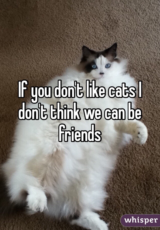 If you don't like cats I don't think we can be friends 