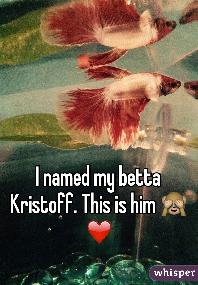 I named my betta Kristoff. This is him 🙈❤️