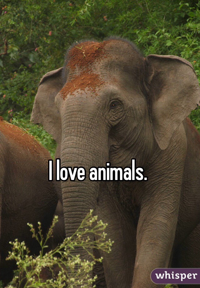 I love animals.