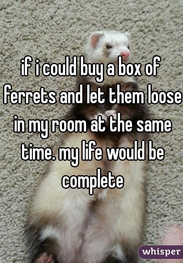 if i could buy a box of ferrets and let them loose in my room at the same time. my life would be complete