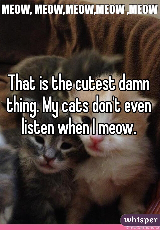 That is the cutest damn thing. My cats don't even listen when I meow.