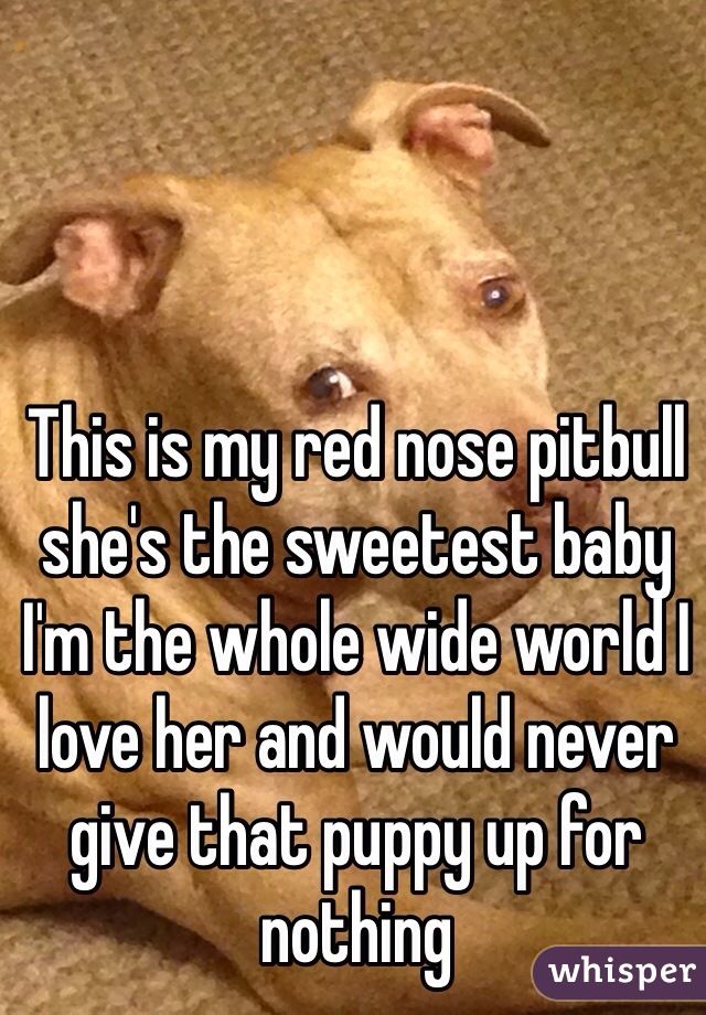 This is my red nose pitbull she's the sweetest baby I'm the whole wide world I love her and would never give that puppy up for nothing