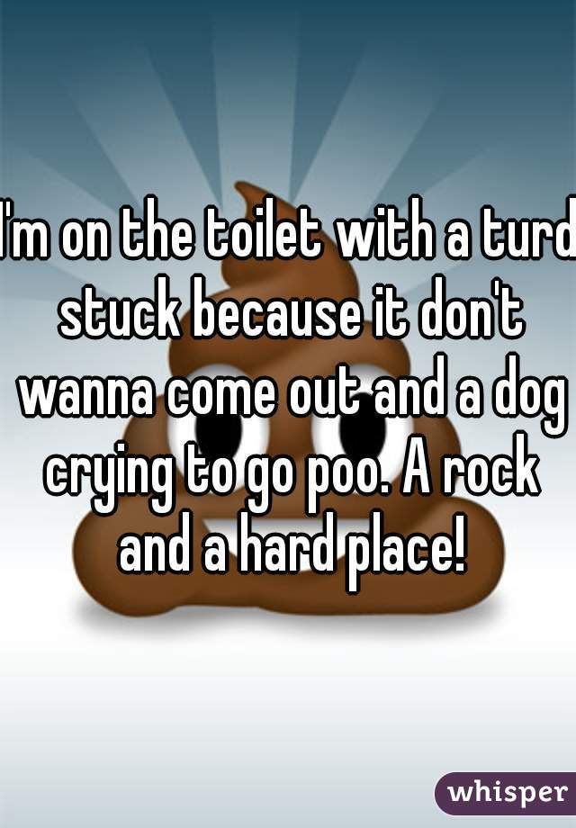 I'm on the toilet with a turd stuck because it don't wanna come out and a dog crying to go poo. A rock and a hard place!