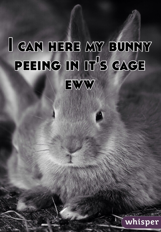 I can here my bunny peeing in it's cage eww