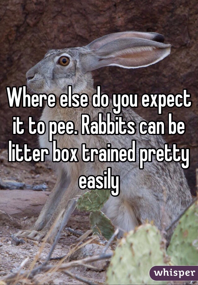 Where else do you expect it to pee. Rabbits can be litter box trained pretty easily 