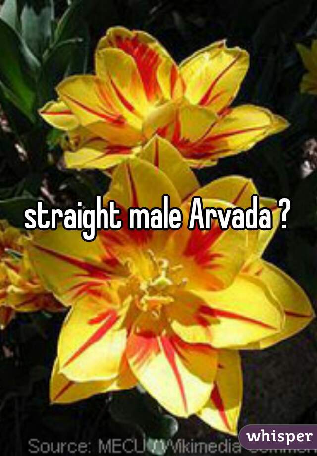 straight male Arvada ?