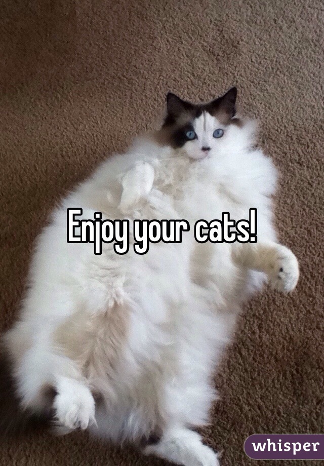 Enjoy your cats!