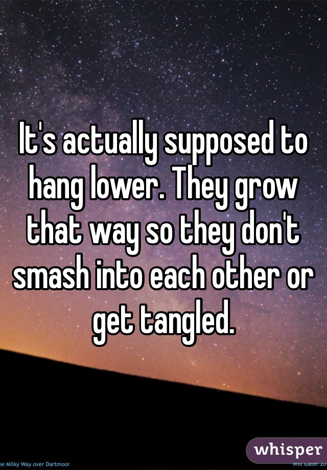 It's actually supposed to hang lower. They grow that way so they don't smash into each other or get tangled. 