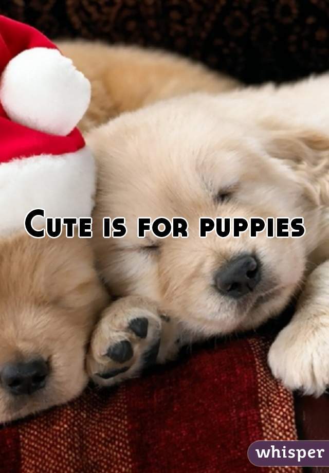 Cute is for puppies
