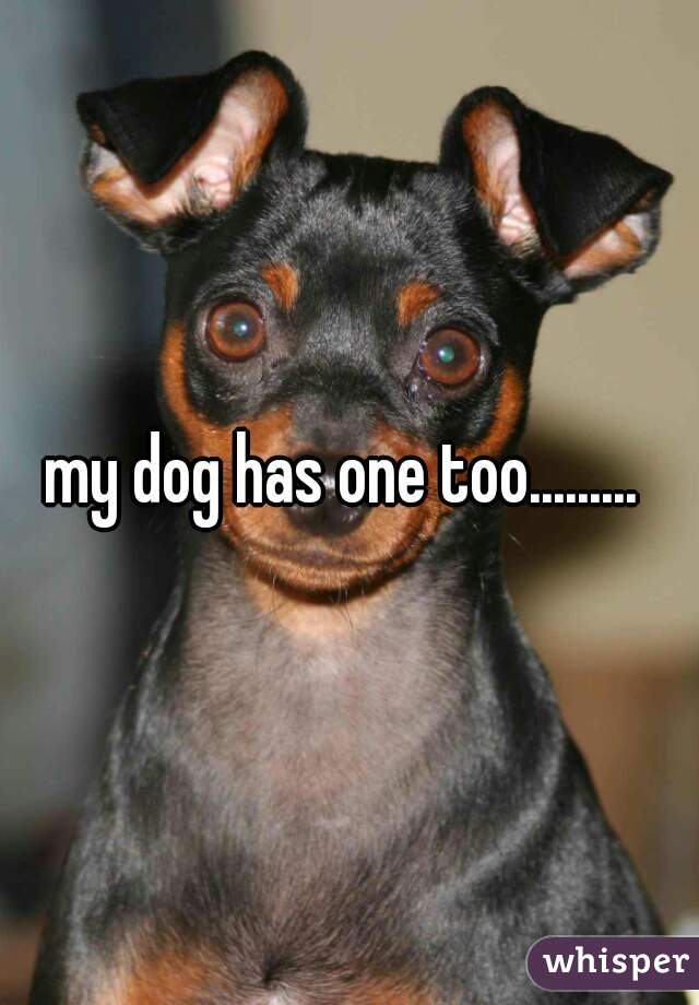 my dog has one too......... 