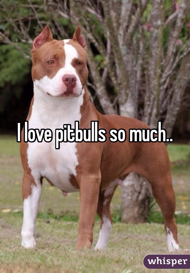 I love pitbulls so much..
