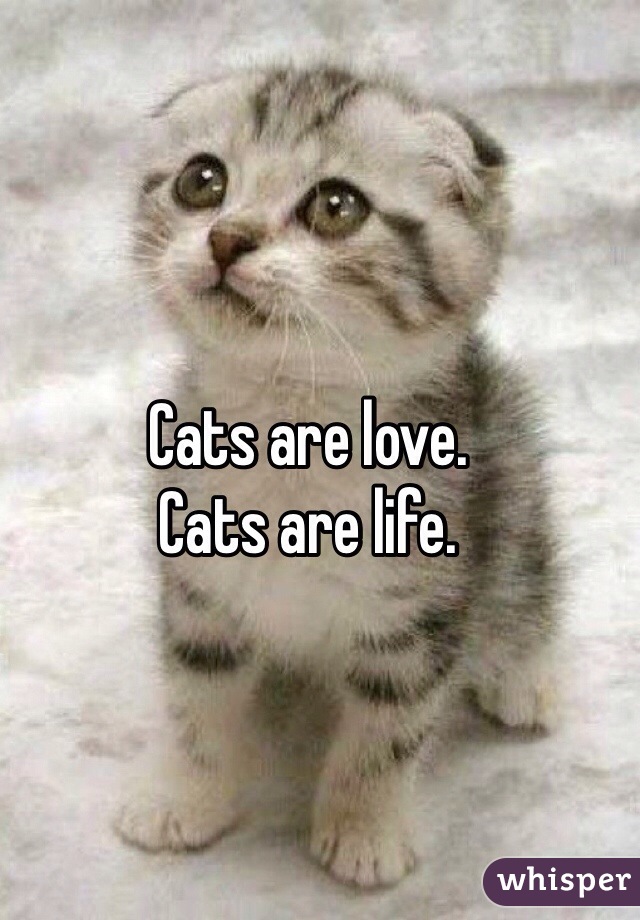 Cats are love. 
Cats are life.