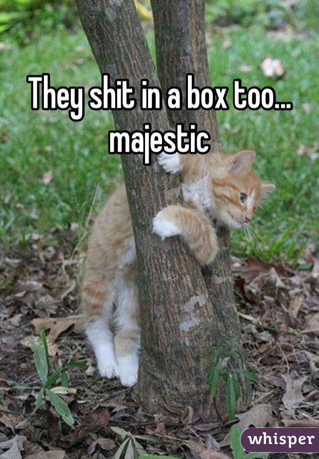 They shit in a box too... majestic