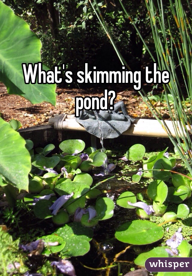 What's skimming the pond?
