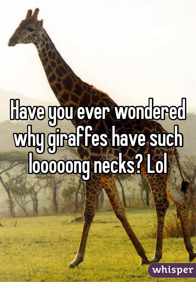 Have you ever wondered why giraffes have such looooong necks? Lol 