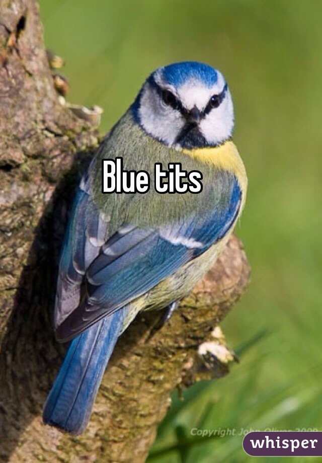 Blue tits