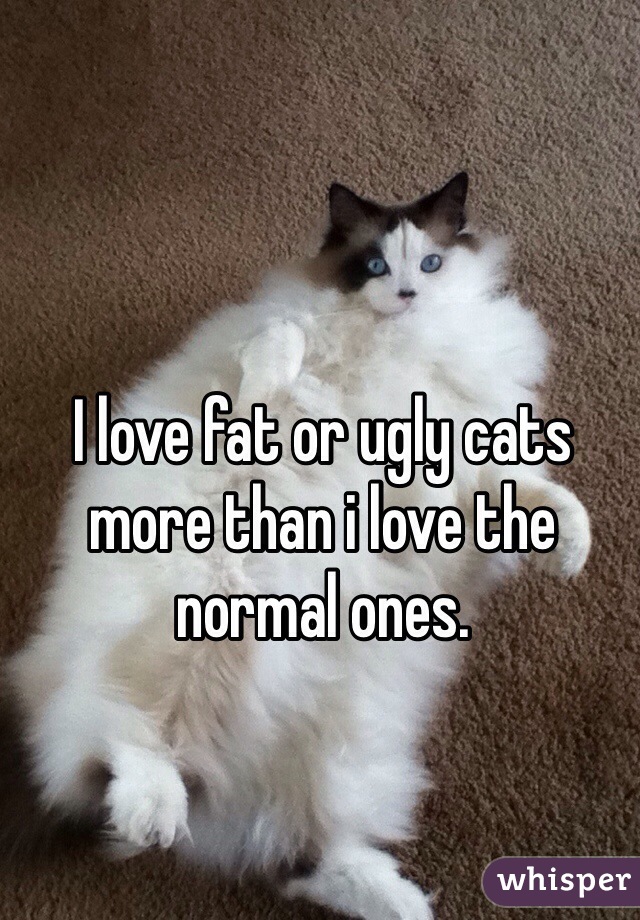 I love fat or ugly cats more than i love the normal ones.