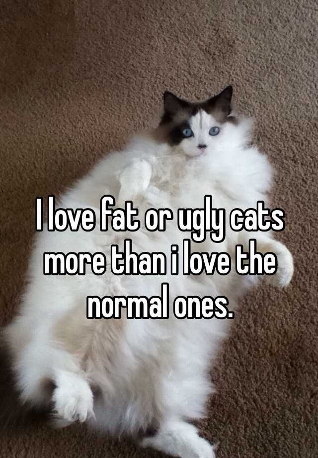 I love fat or ugly cats more than i love the normal ones.