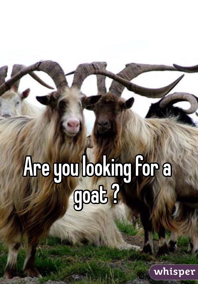 Are you looking for a goat ?