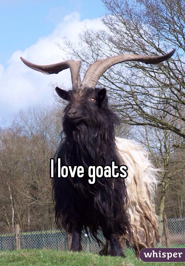 I love goats