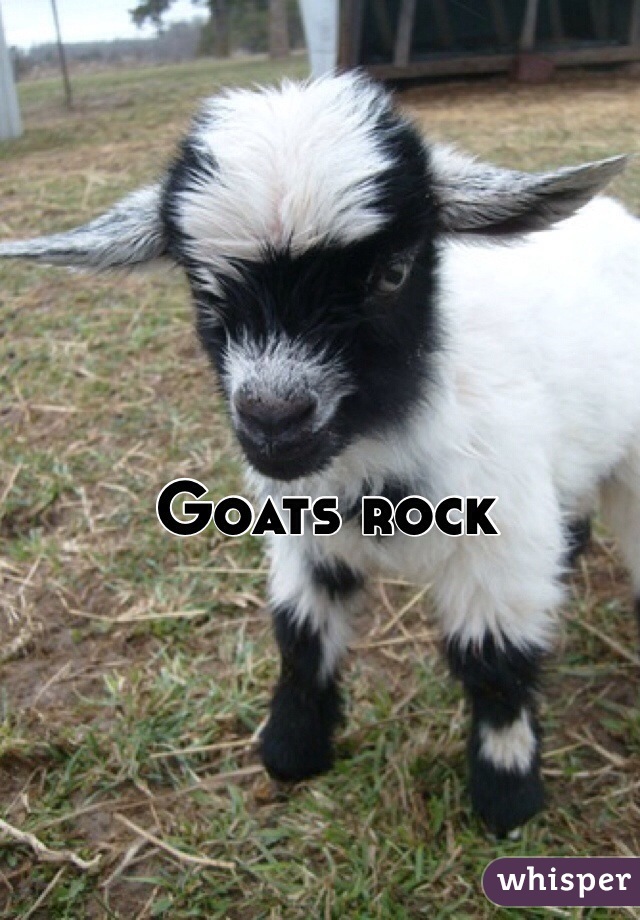 Goats rock