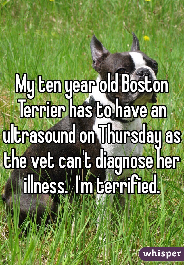 My ten year old Boston Terrier has to have an ultrasound on Thursday as the vet can't diagnose her illness.  I'm terrified. 