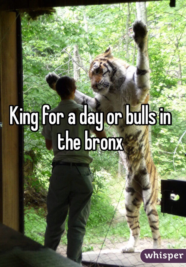 King for a day or bulls in the bronx