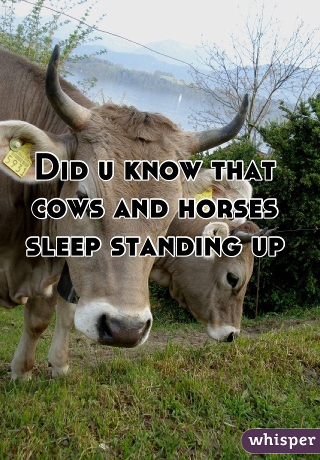 Did u know that cows and horses sleep standing up
