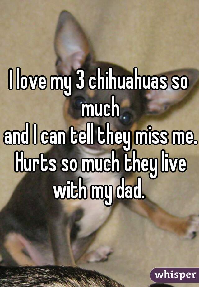 I love my 3 chihuahuas so much
 and I can tell they miss me. Hurts so much they live with my dad. 