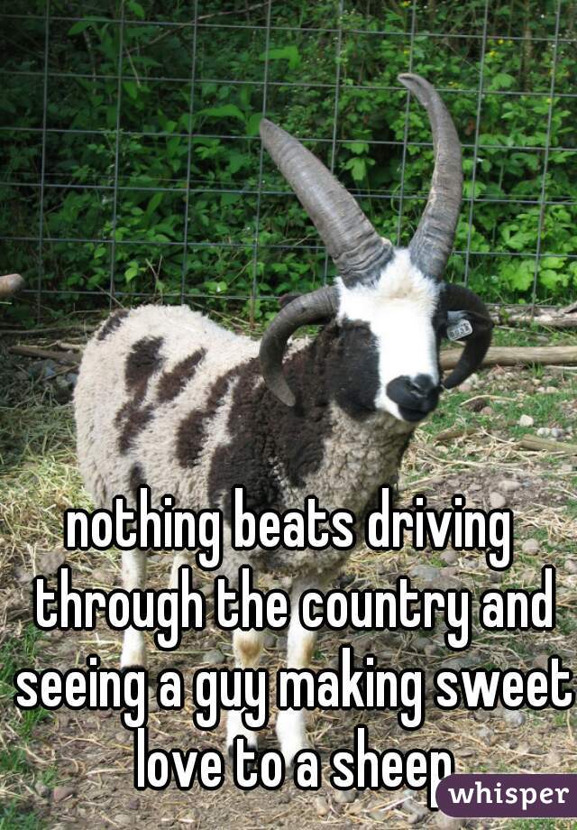 nothing beats driving through the country and seeing a guy making sweet love to a sheep