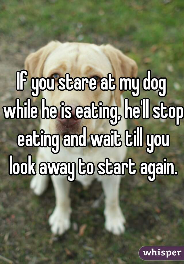 If you stare at my dog while he is eating, he'll stop eating and wait till you look away to start again.