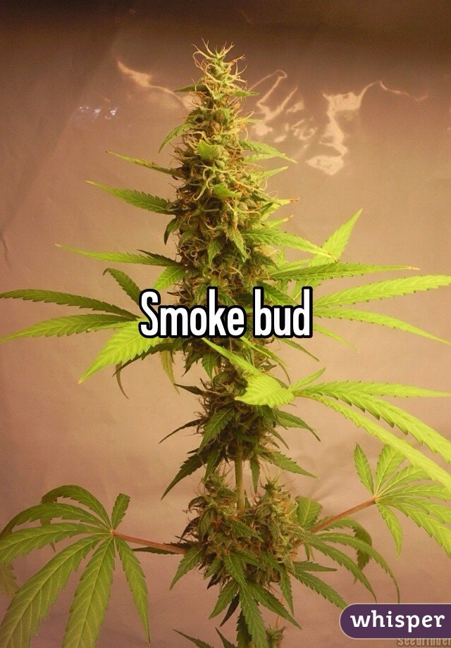 Smoke bud 