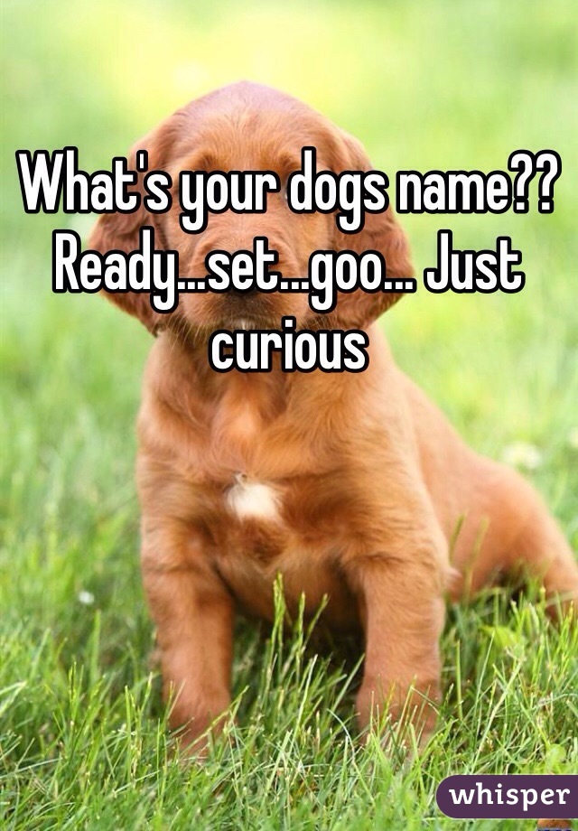 What's your dogs name?? Ready...set...goo... Just curious 