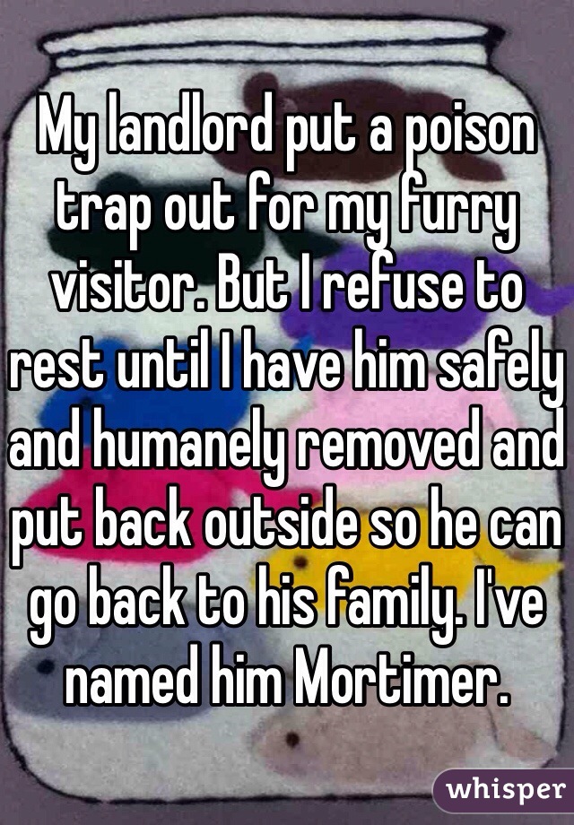 My landlord put a poison trap out for my furry visitor. But I refuse to rest until I have him safely and humanely removed and put back outside so he can go back to his family. I've named him Mortimer. 