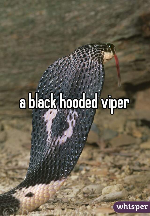 a black hooded viper