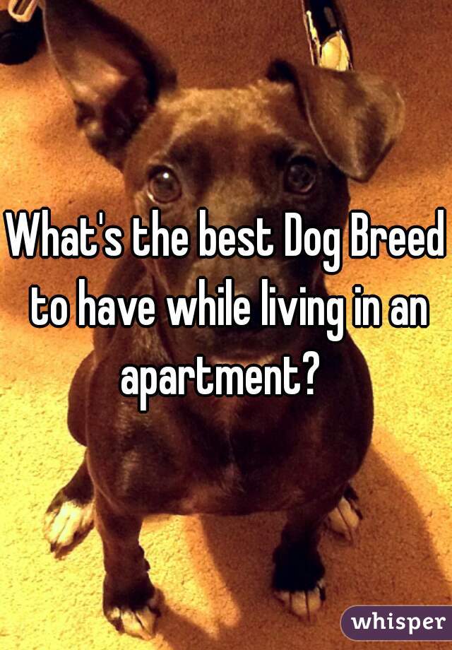 What's the best Dog Breed to have while living in an apartment?  