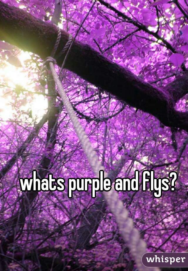 whats purple and flys? 