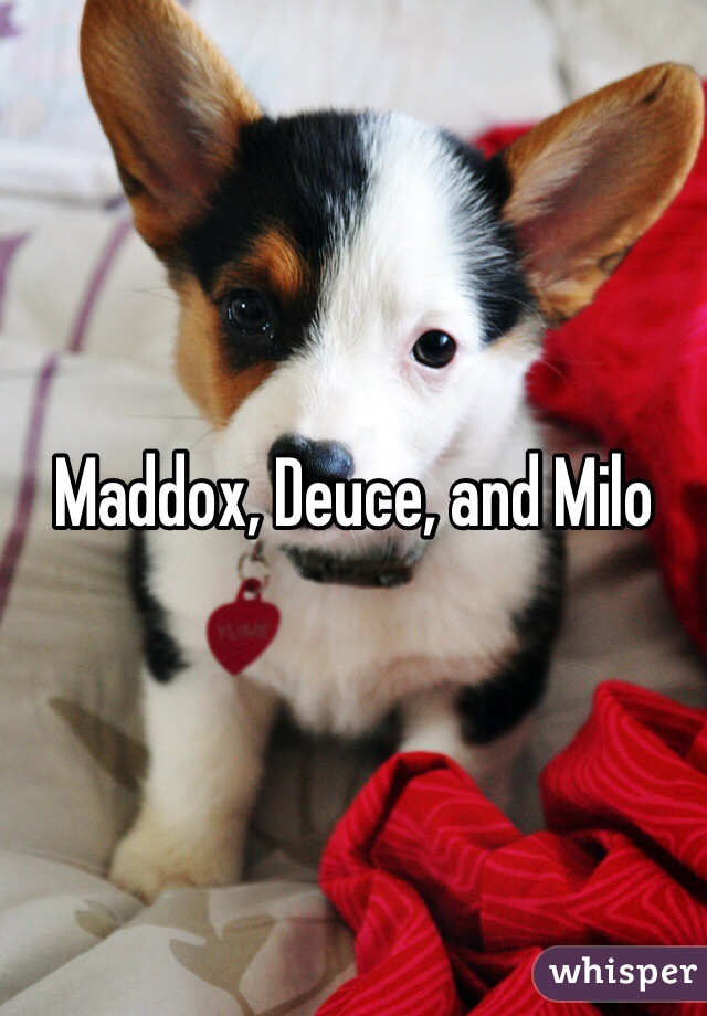 Maddox, Deuce, and Milo