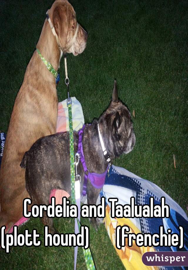  Cordelia and Taalualah
(plott hound)       (frenchie) 