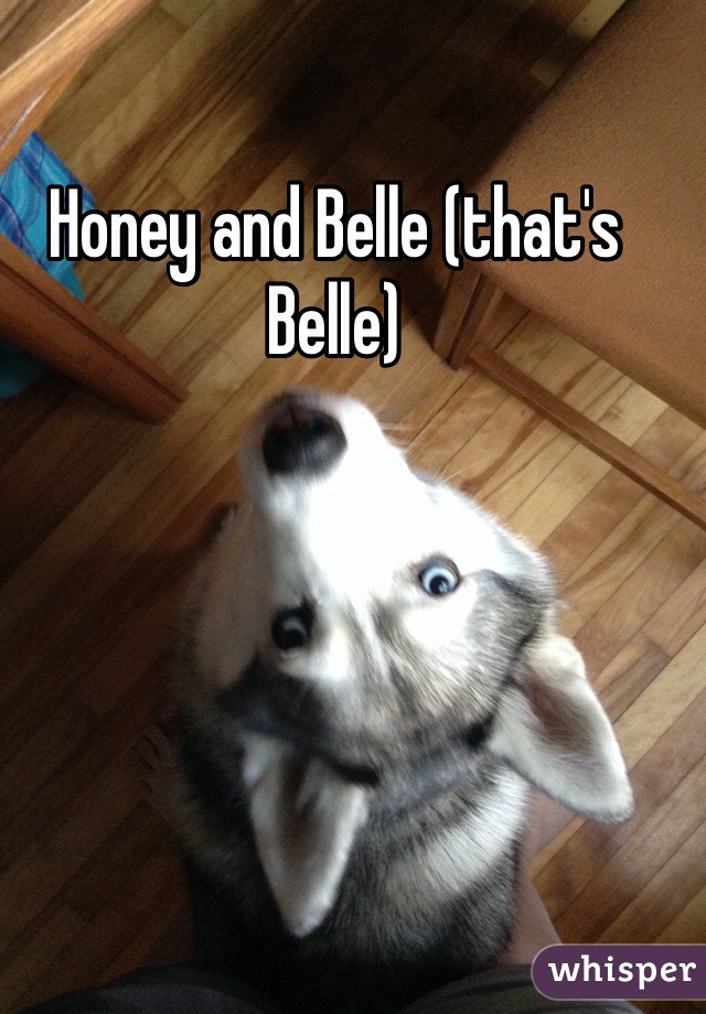 Honey and Belle (that's Belle)